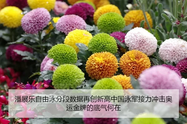 潘展乐自由泳分段数据再创新高中国泳军接力冲击奥运金牌的底气何在